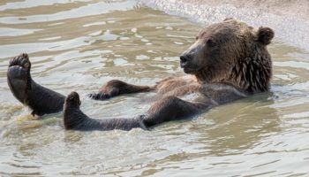 Бурый медведь лежит в пруду и расслабляется