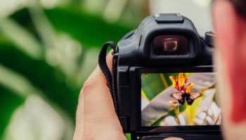 Рука, держащая фотоаппарат, на экране которого виден снимок бабочки на цветке.